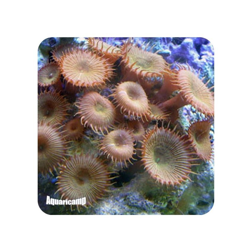 Brown Polyps (Zoanthid) MD 