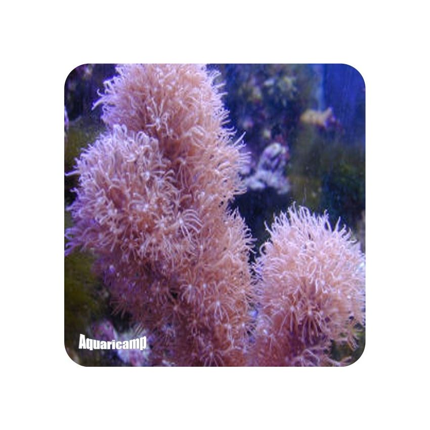 Brown Star Polyps (Briareum sp.) MD