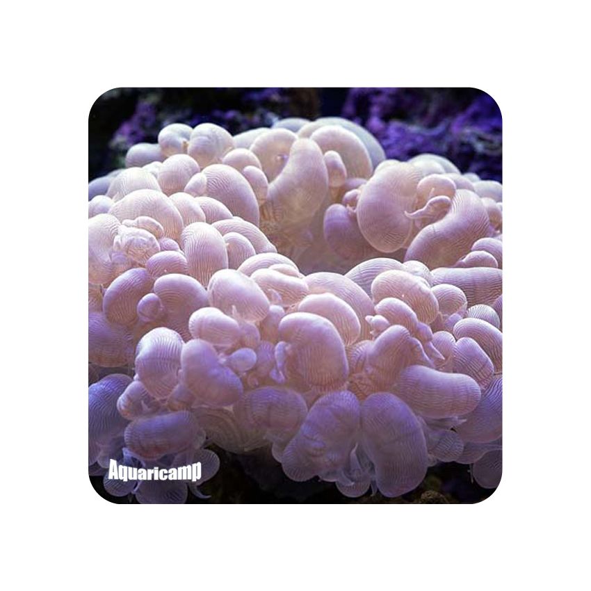 Bubble Coral Cat Eye (Plerogyra sinuosa)