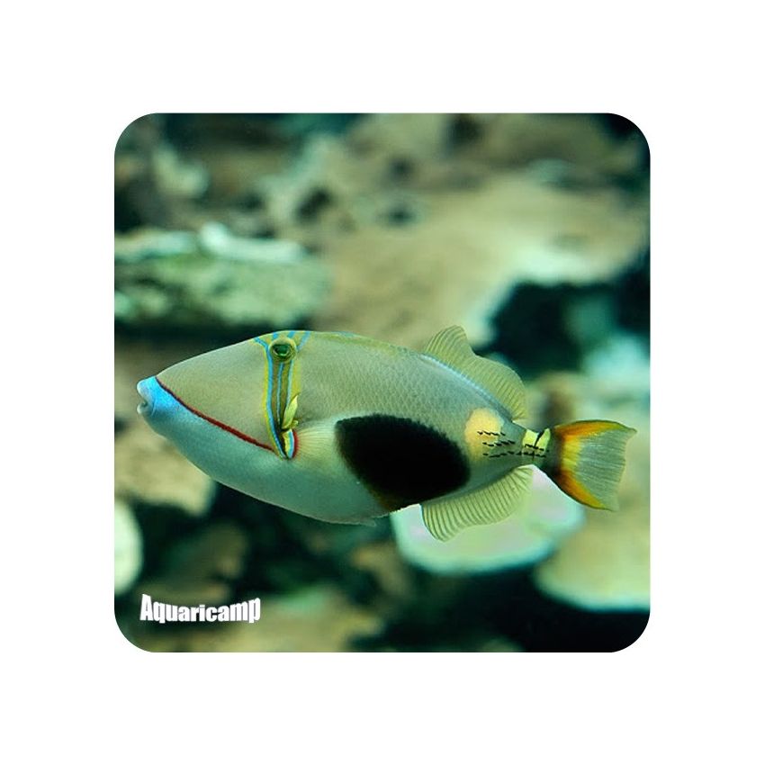 Bursa Triggerfish (Rhinecanthus verrucosus)
