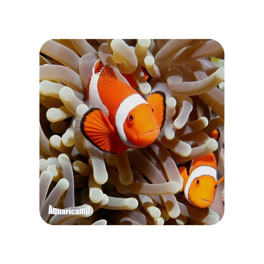 Palhaço Ocelaris (Amphiprion ocellaris ) *** CASAL ***