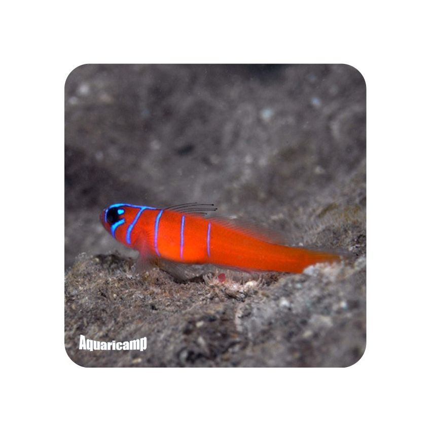 Gobie Catalina (Lythrypnus dalli)