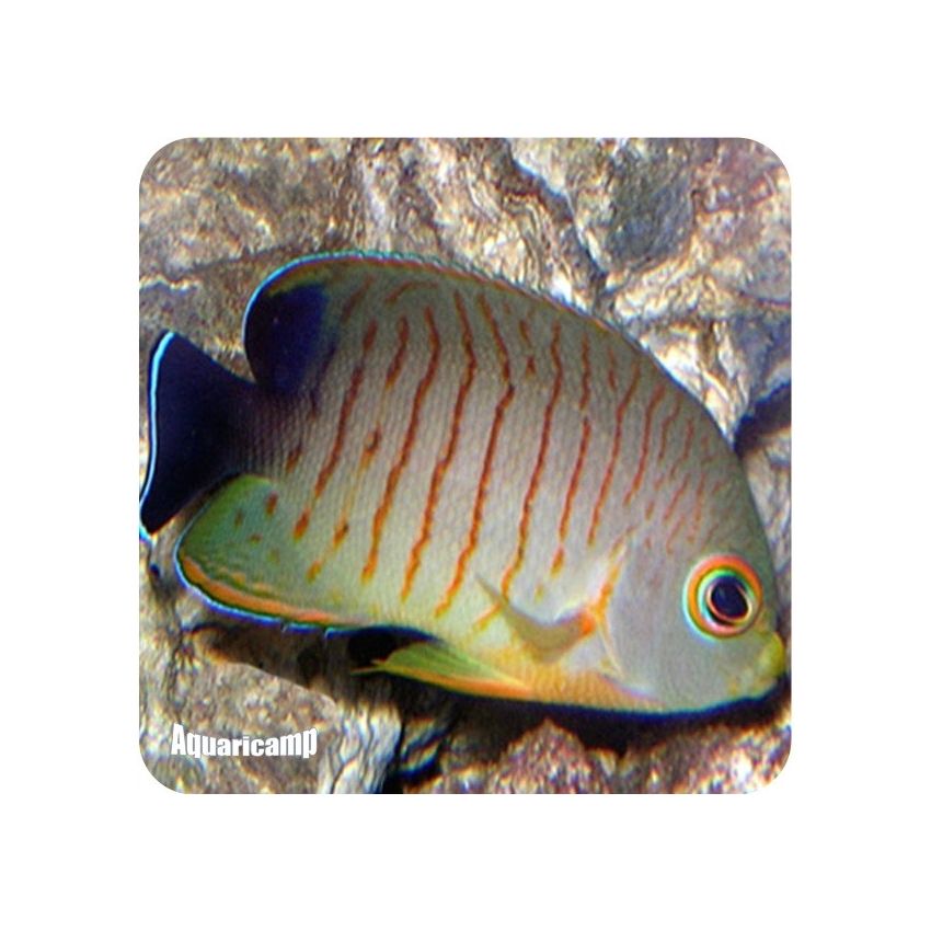 Centropygue eibli (Centropigue Eibli)