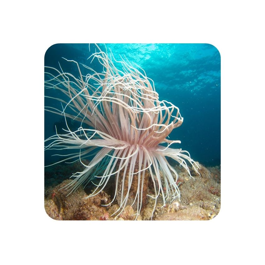 Cerianthus (Ceriathus sp.)