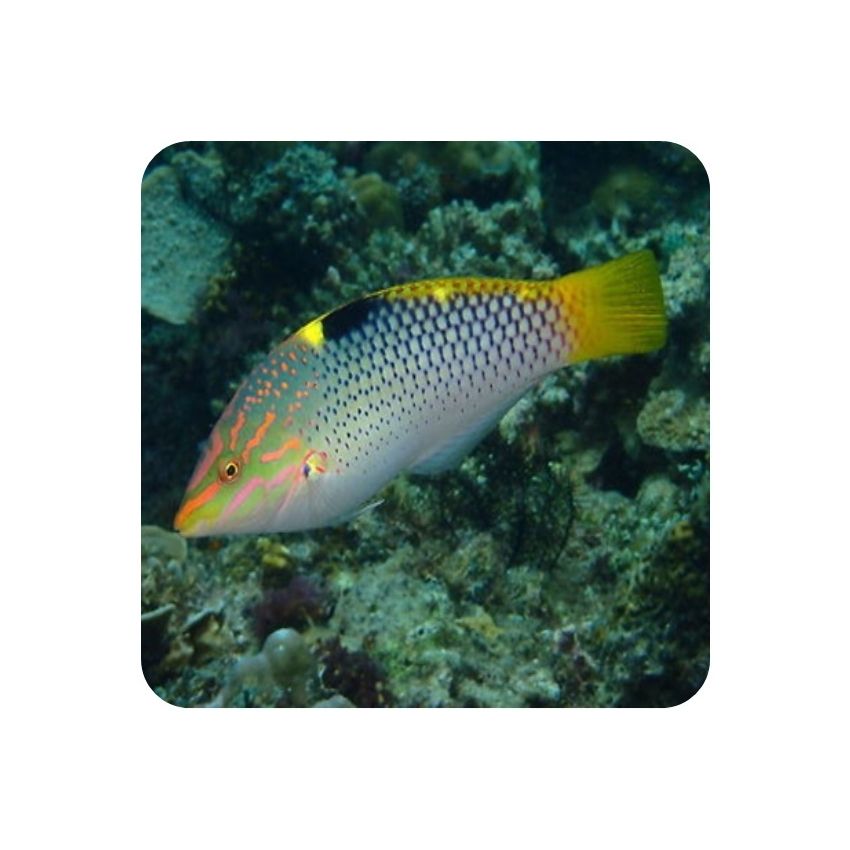 Checkerboard wrasse