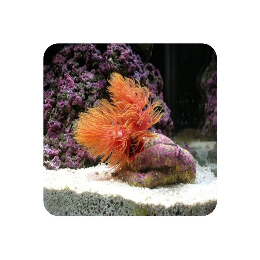 Coco Worm Orange 