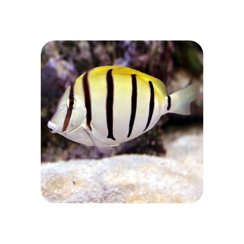 Convict Tang (Achanthurus triotegus)