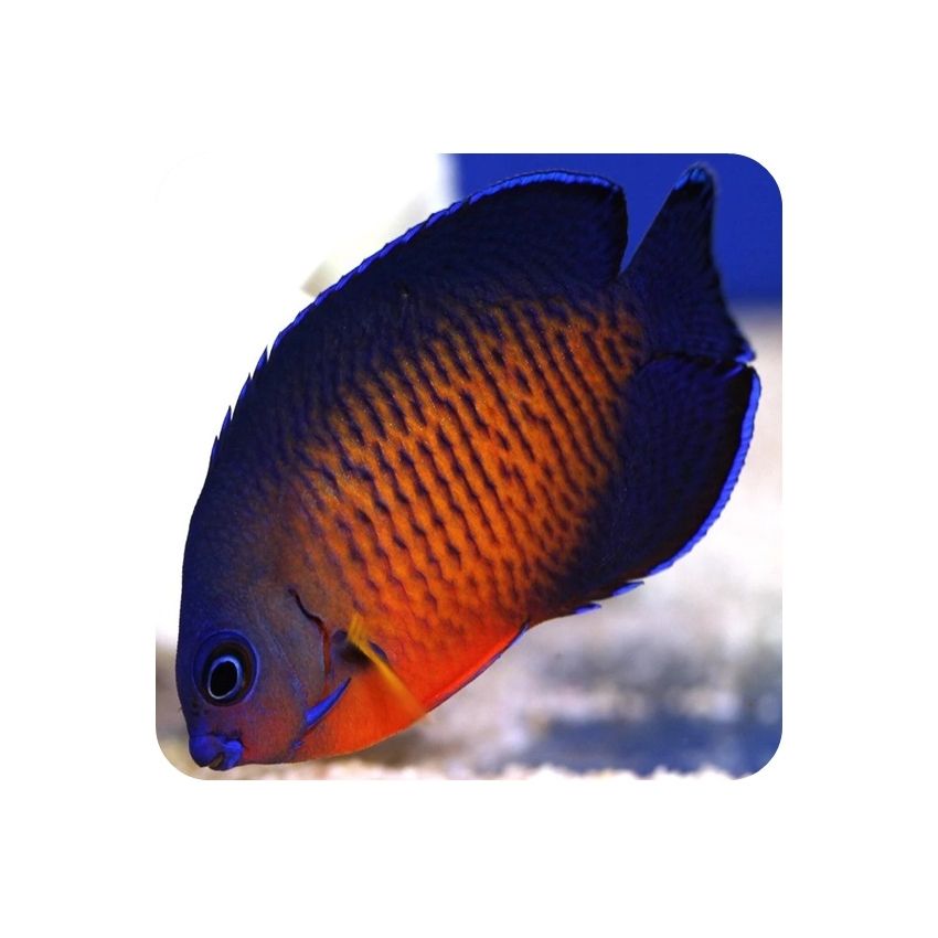 Centropigue Coral Beauty (Centropyge bispinosus)