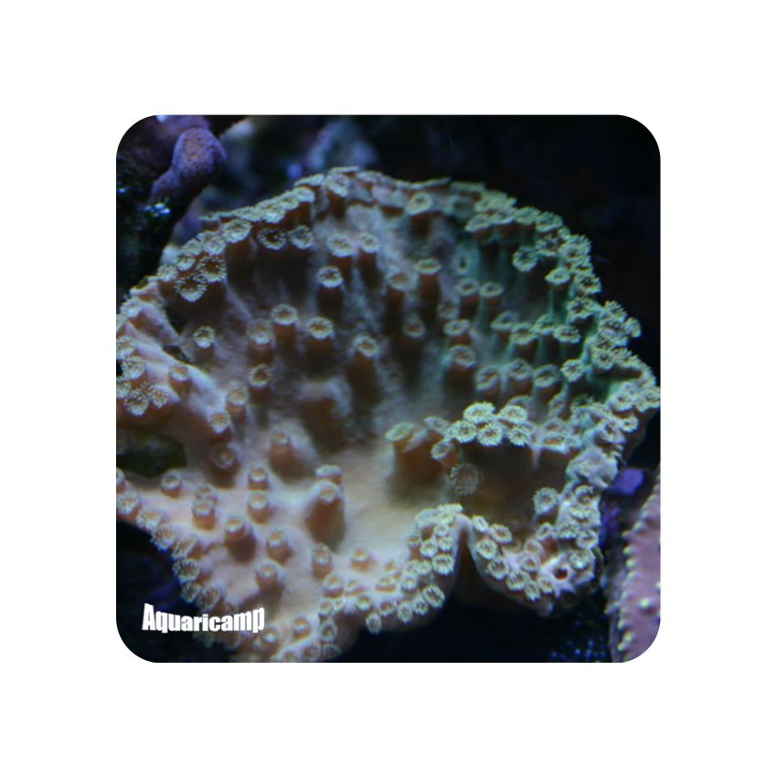 Cup Coral Turbinaria (Turbinaria sp.)
