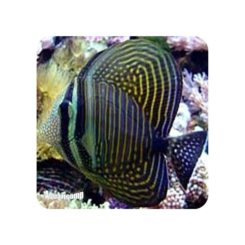 Desjardini Tang (Zebrasoma desjardini)