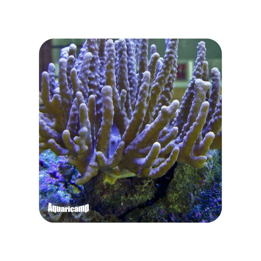 Devil's Hand Leather Coral ( Lobophytum sp.)