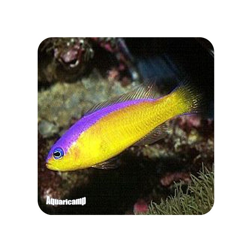 Pseudocromis Diadema (Pseudochromis Diadema)