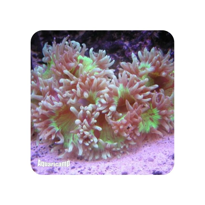 Elegance Coral (Catalaphyllia jardinei)