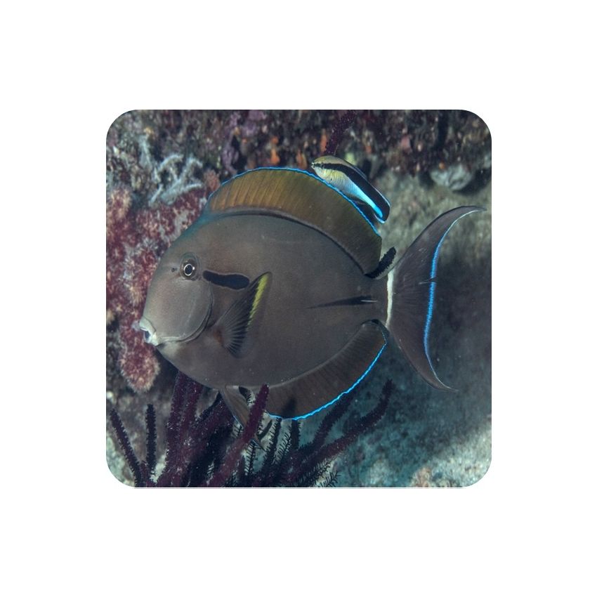 Epaulette Surgeonfish (Acanthurus nigricauda)