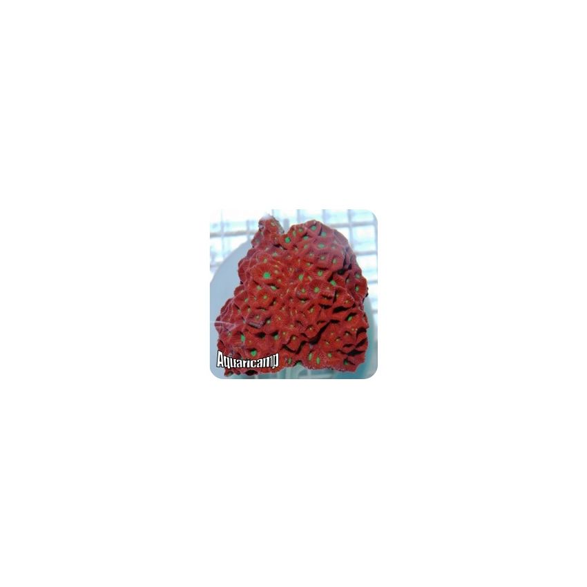 Favites Meteor (Favites spp.)