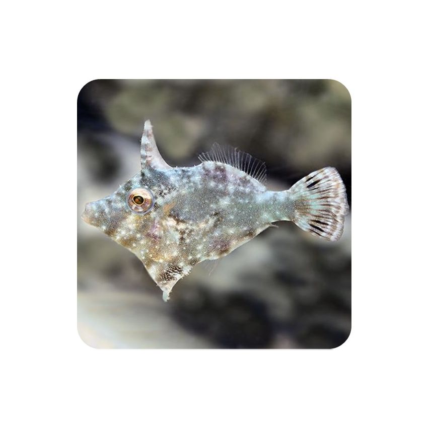 File Fish Seagrass (Acreichthys tomentosus)