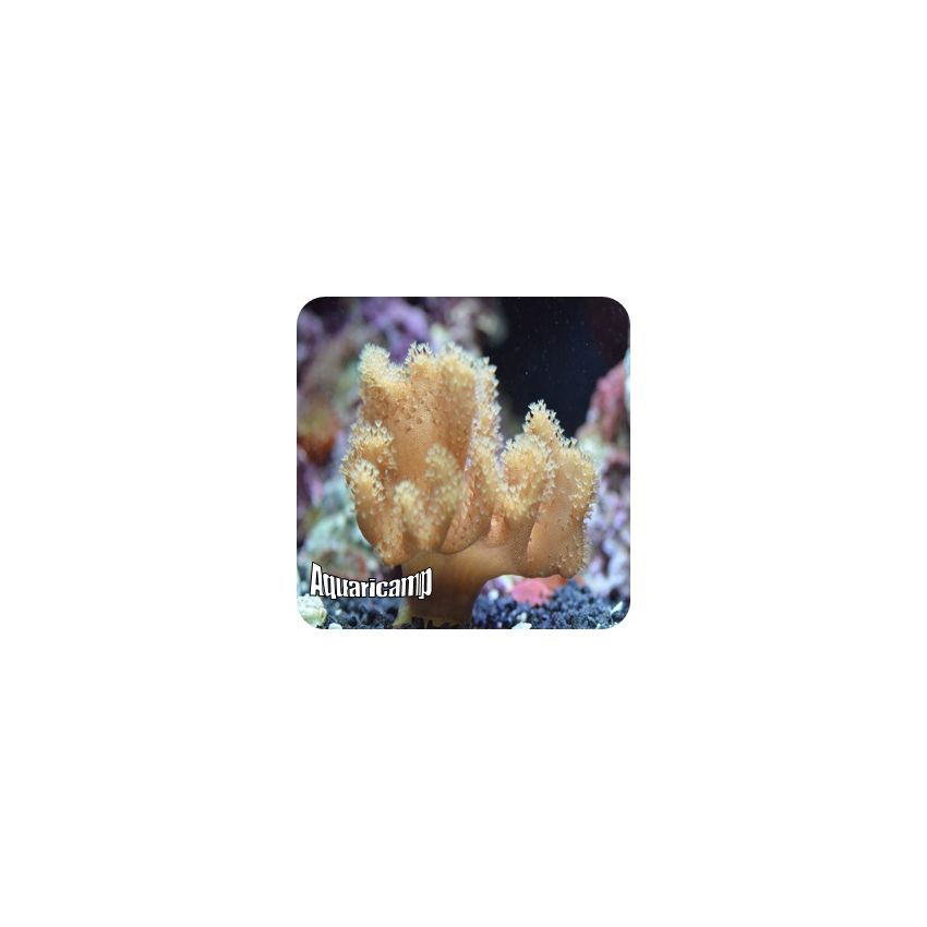 Finger Leather (Sinularia spp.) 