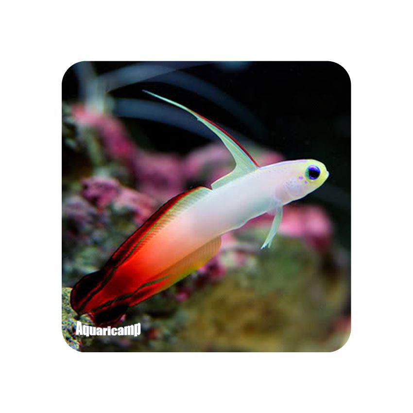 Fire Fish (Nemateleotris magnifica)