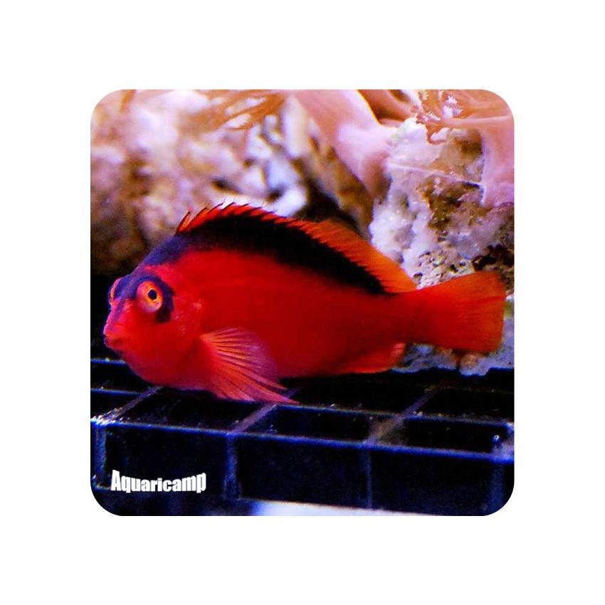 Flame Hawkfish (Neocirrhitus armatus)
