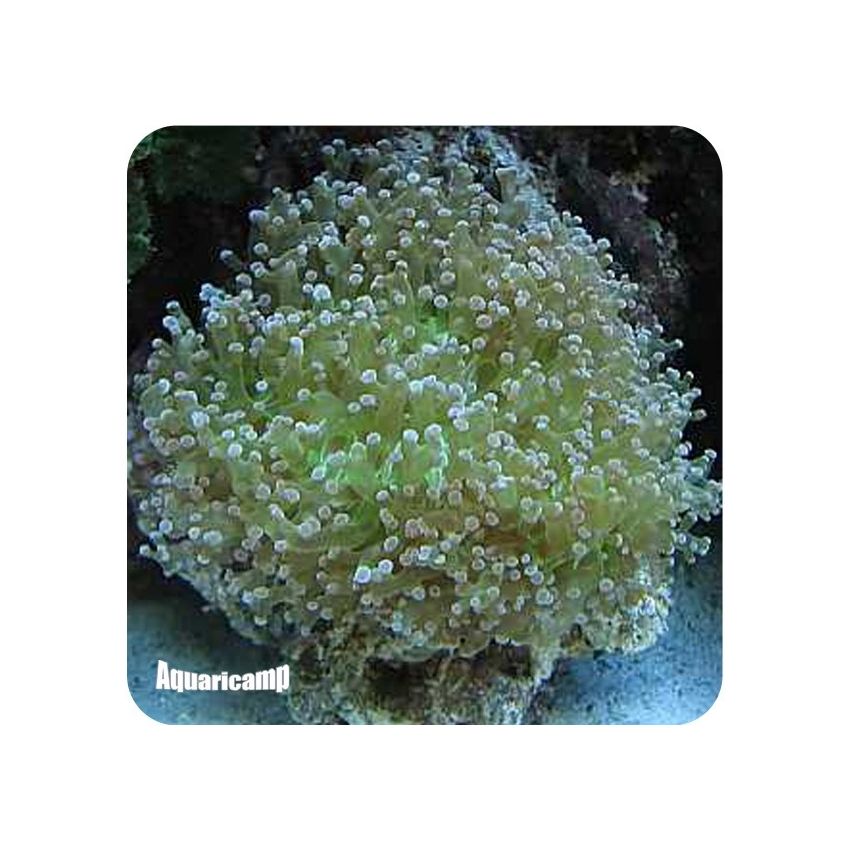 Frogspawn Coral (Euphyllia paradivisa)
