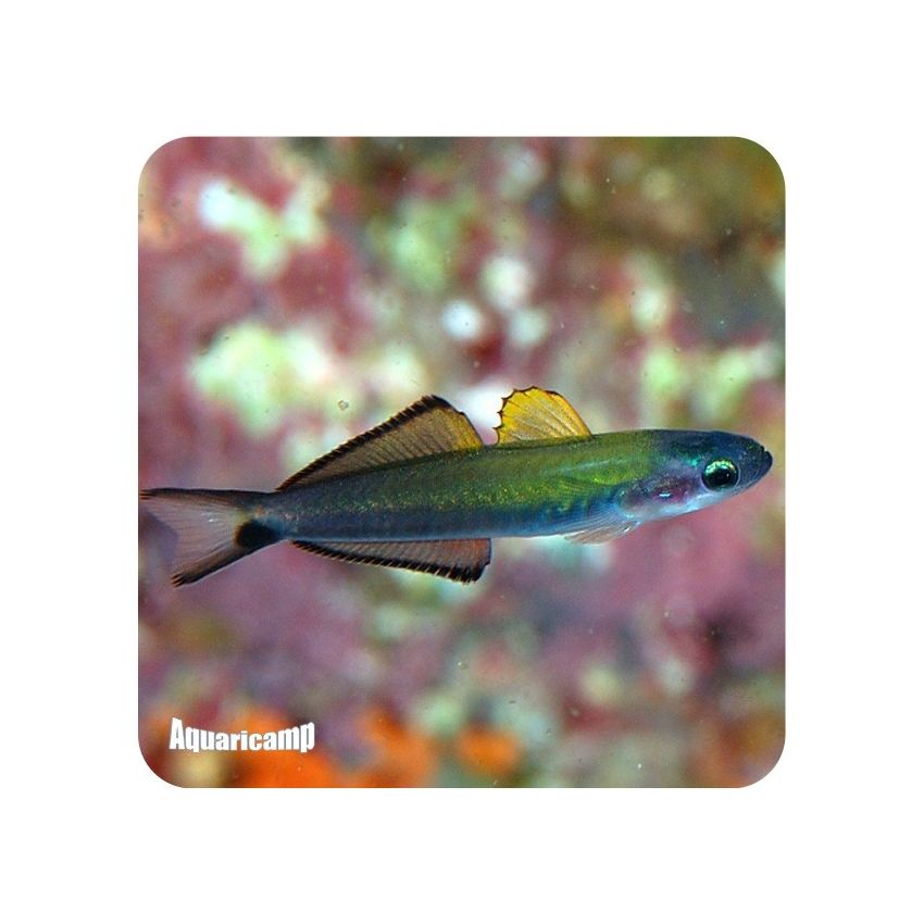 Scissortail Goby (Ptereleotris evides)