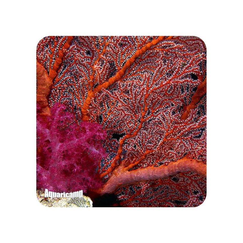 Gorgonia (Acalycigorgia sp.)