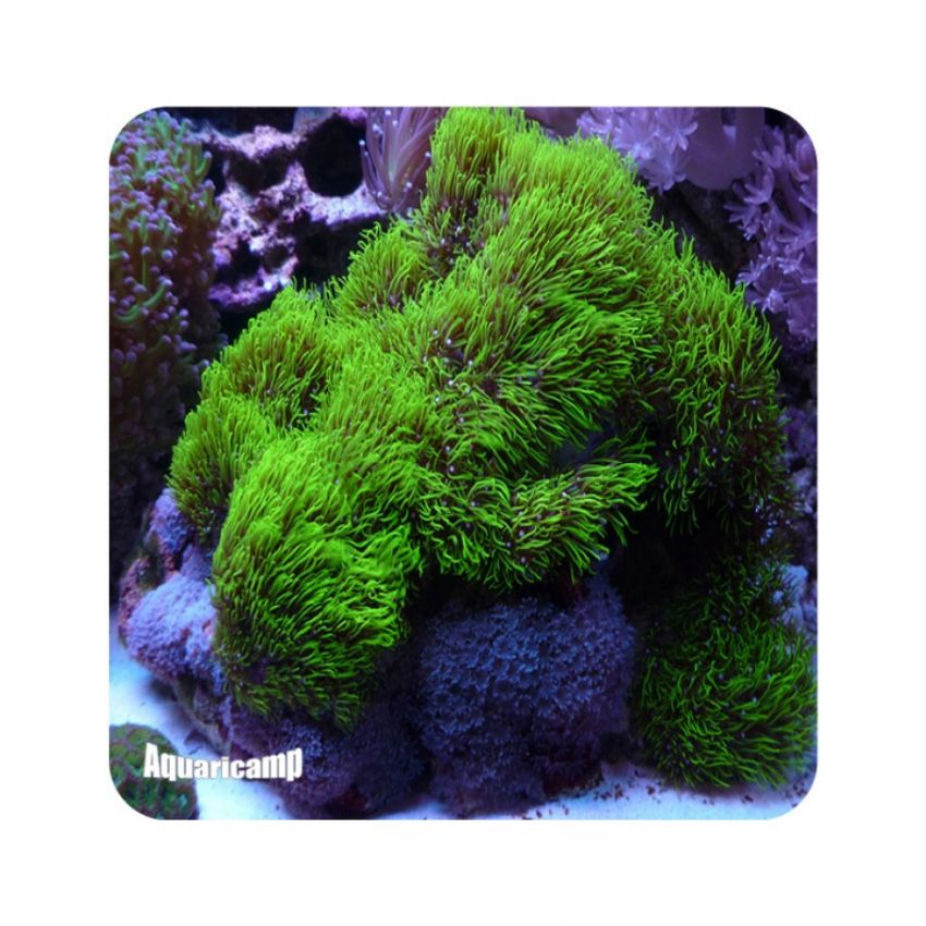 Green Star Polyps (Briareum sp.) 