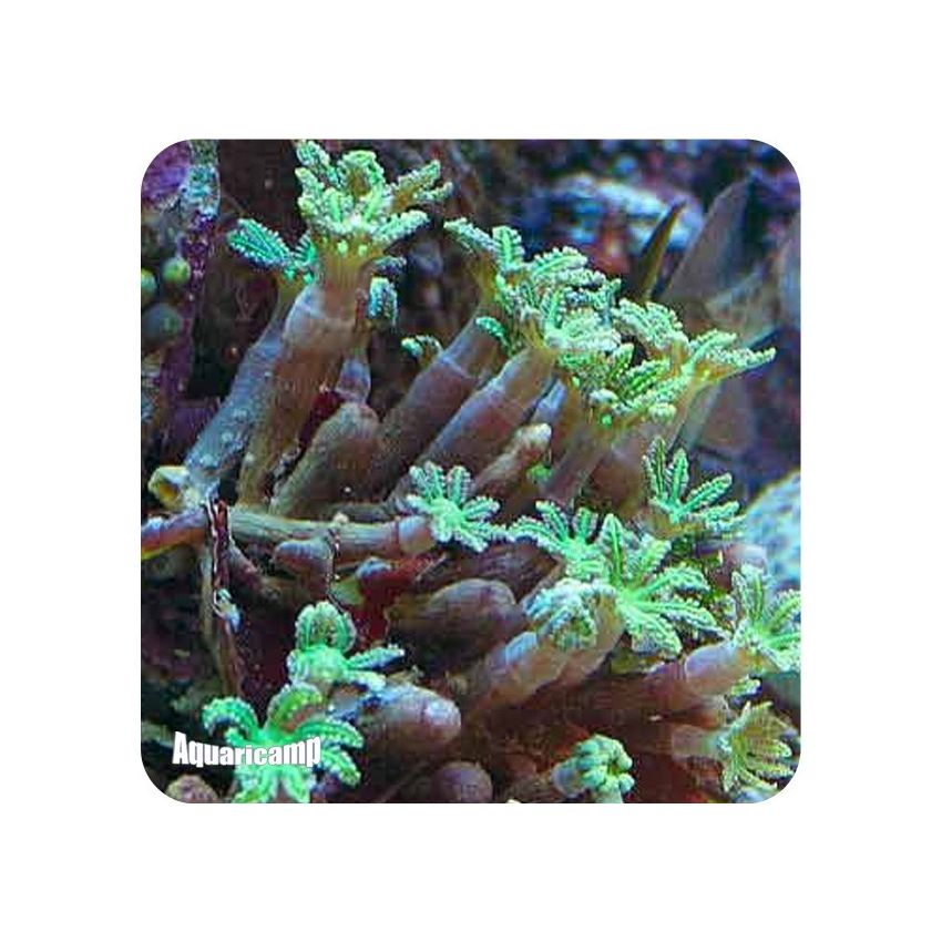 Glove Polyps Grenn (Clavularia sp.)