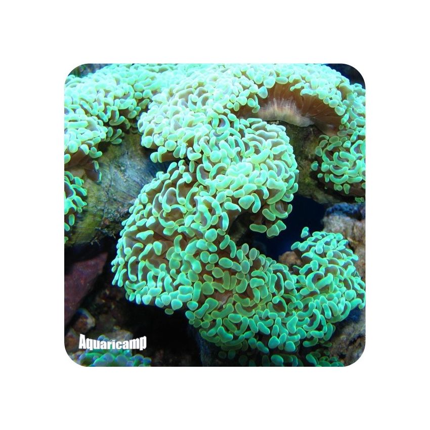 Hammer Green Coral Wall ( Euphyllia ancora )