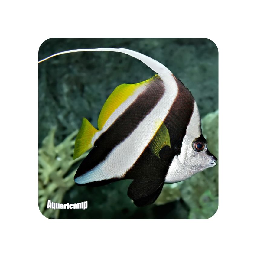 Heniochus Black White (Heniochus acuminatus)