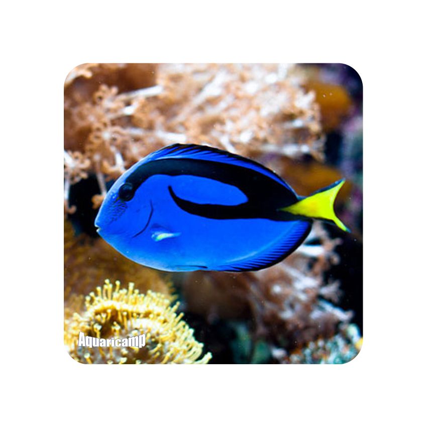 Hepathus (Paracanthurus Hepatus) 
