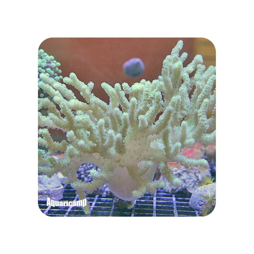 Leather Spaguetti (Sinularia flexibis)