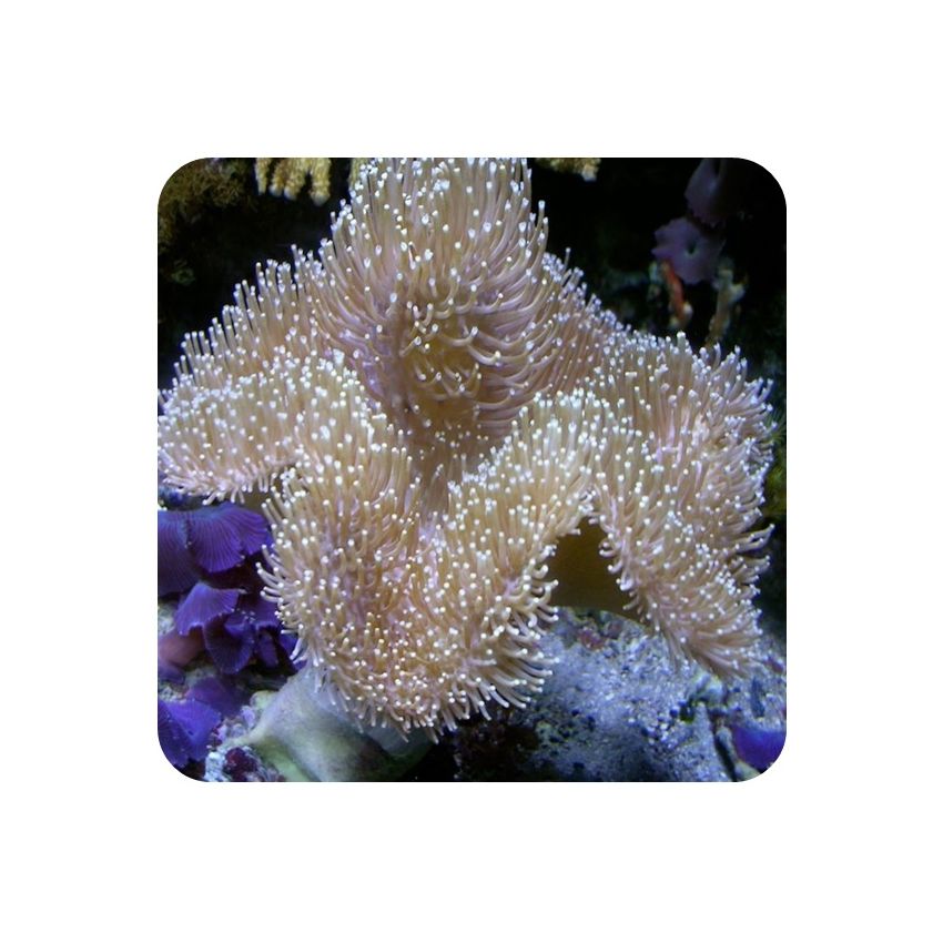 Leather Long Polyps (Sarcophyton sp.)