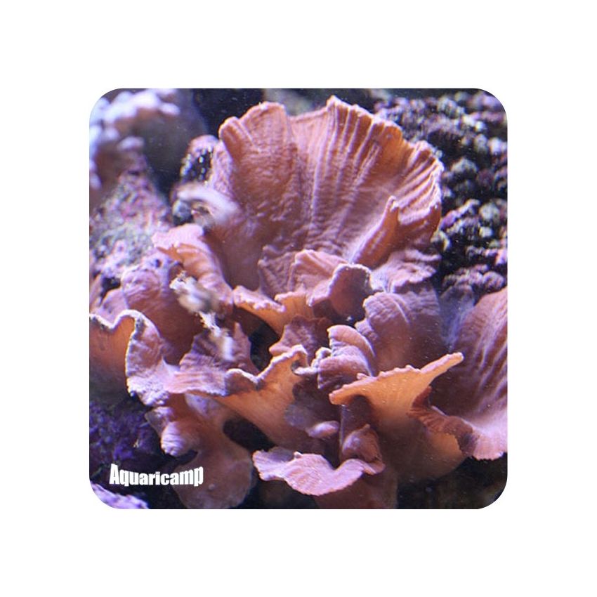 Lettuce Leather 