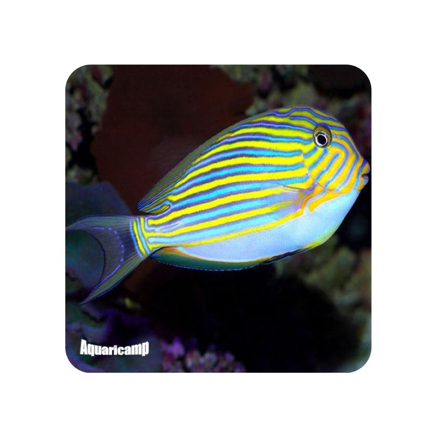 Tang Clown Acanthurus Lineatus (Acanthurus lineatus)