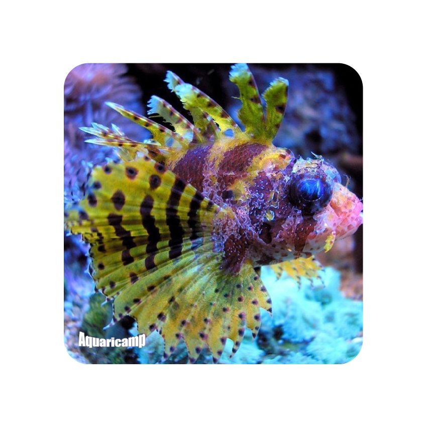 Lion Dwarf Fuzzy (Dendrochirus brachypterus)