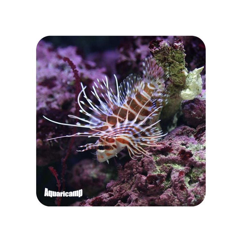 Lion Sphex ( Pterois sphex )