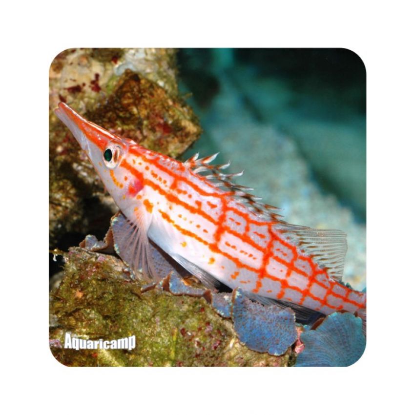 Hawkfish Longnose (Oxycirrhites typus) 