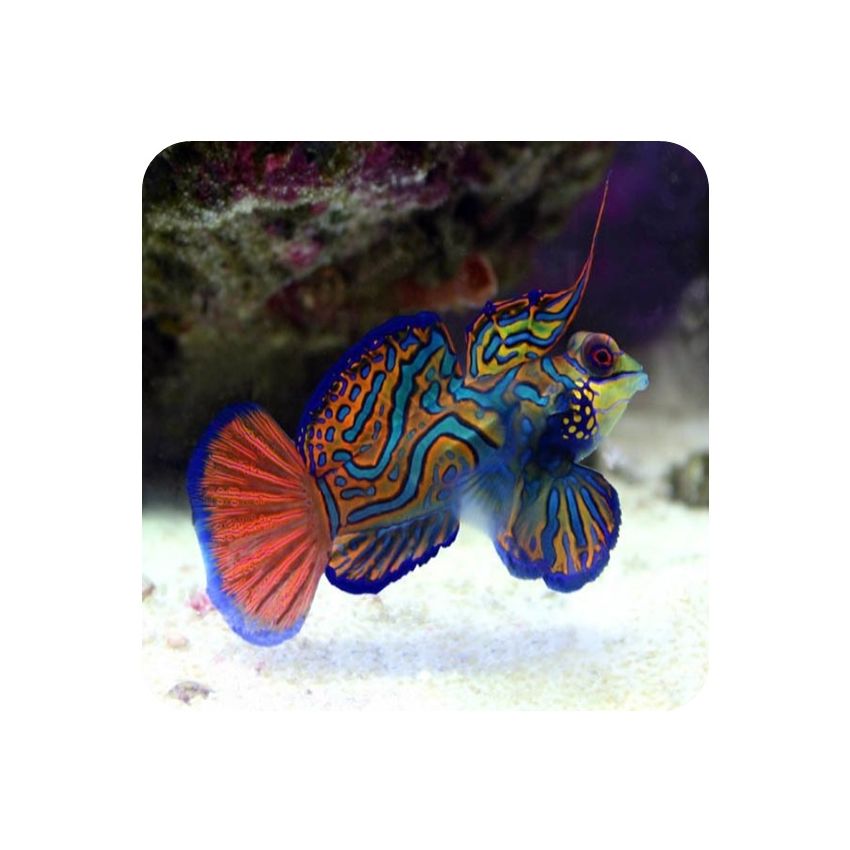 Mandarin Red / Green