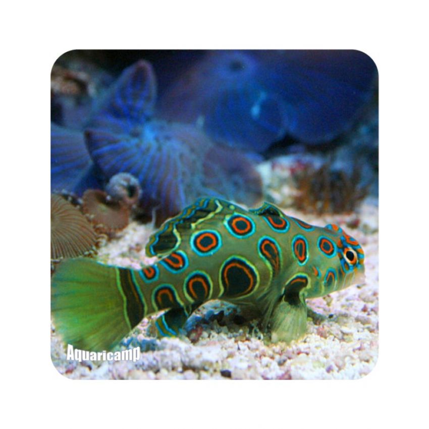 Mandarin Spotted Green (Synchiropus picturatus) 