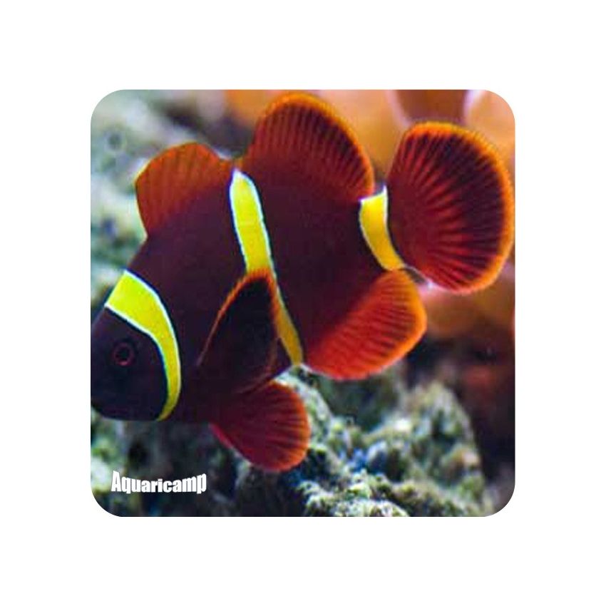 Palhaço Maroon gold md (Premnas biaculeatus)