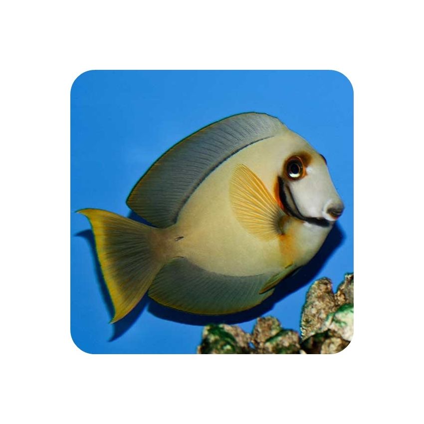 Achanthurus Pyropherus (Acanthurus pyroferus)