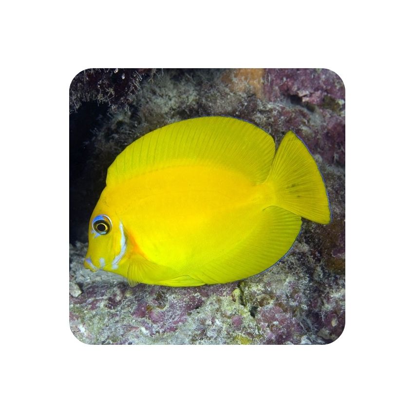 Tang Yellow Mimic (Acanthurus pyroferus)