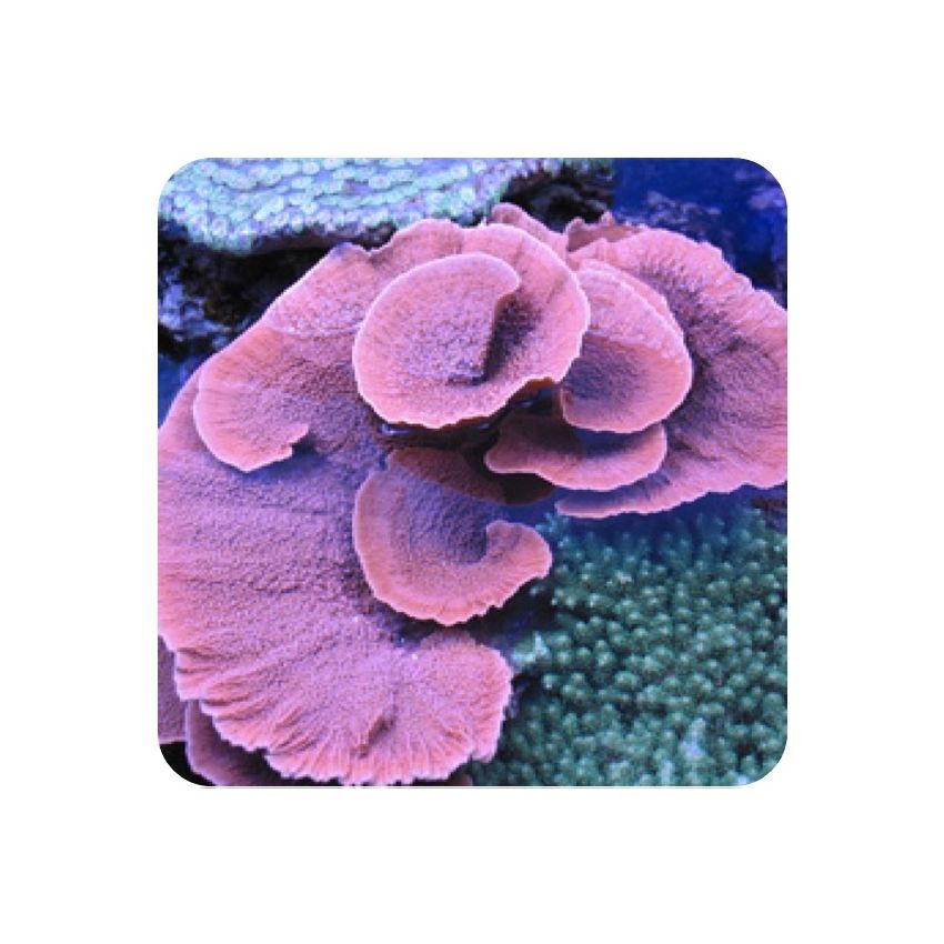 Montipora Capricornio PQ