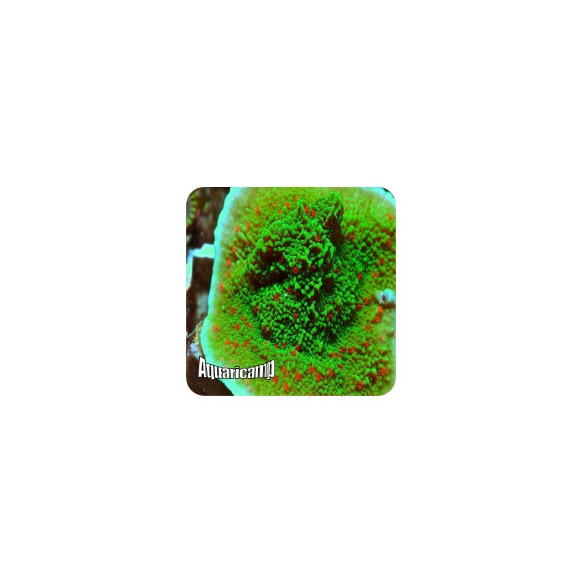 Montipora Red Pepper (Montipora capricornis) 
