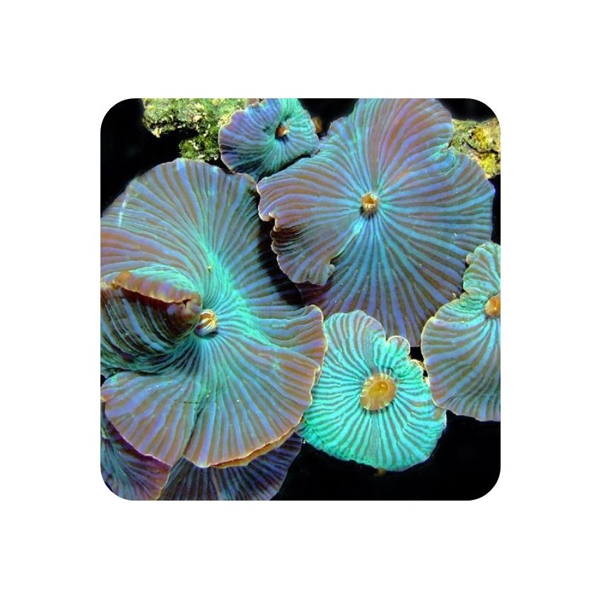 Mushroom Striped (Actinodiscus sp.) 