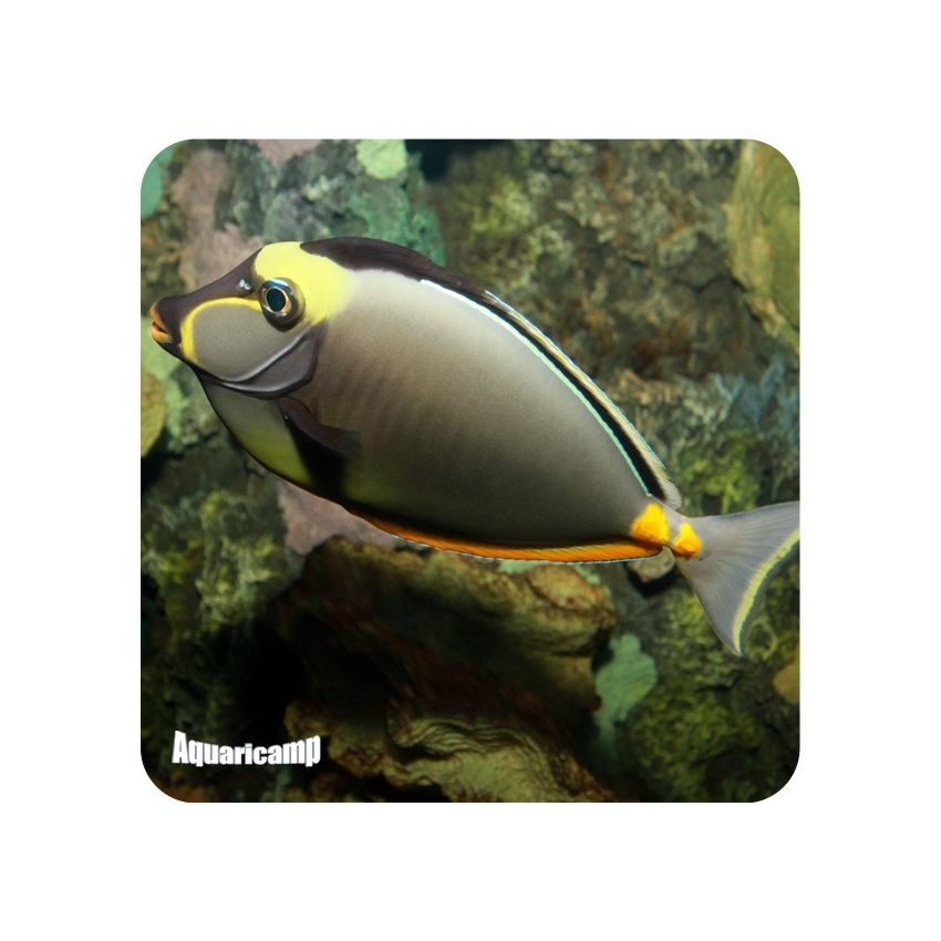 Naso Tang (Naso lituratus)