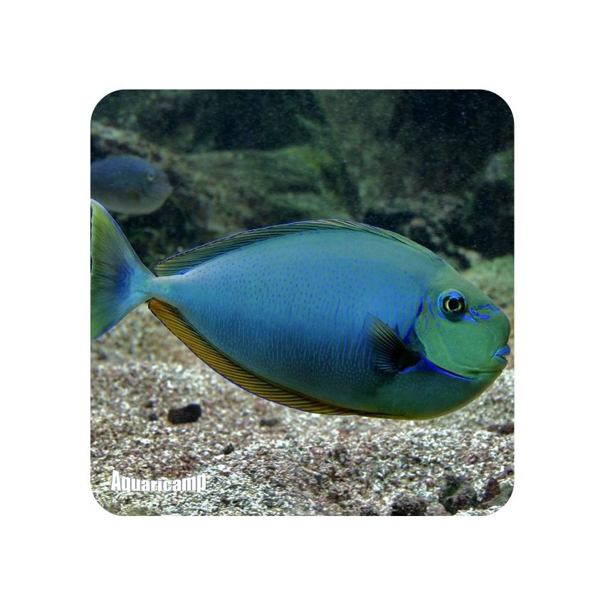 Naso Unicórnio (Naso unicornis)