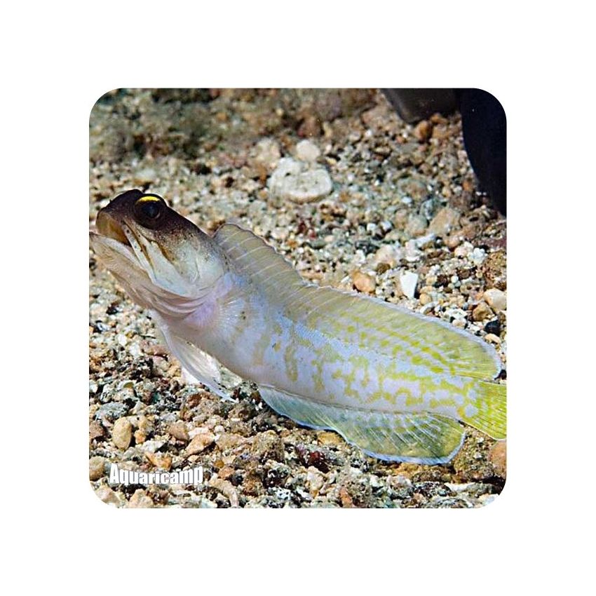 Gobie Jaw Fish Black Cap ( Opistognathus randalli )