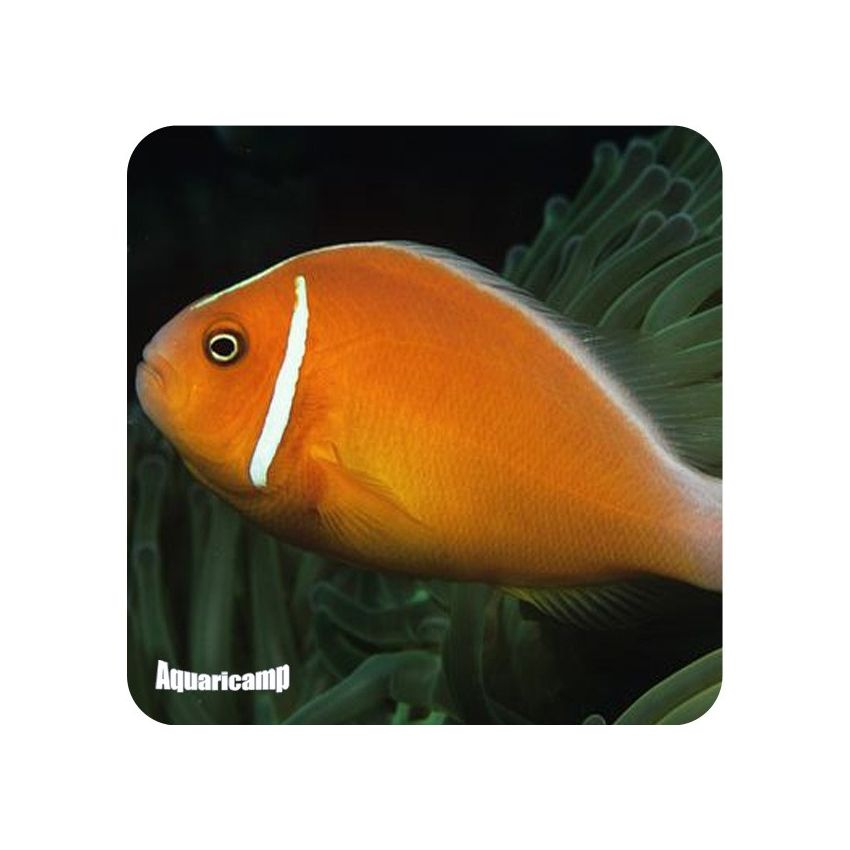 Orange Clown Fish